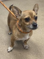 Shelter Stray Male Dog last seen Near FIELD SPRING DRIVE, 30058, GA, 3280 Chamblee Dunwoody Rd, Chamblee, GA 30341, USA