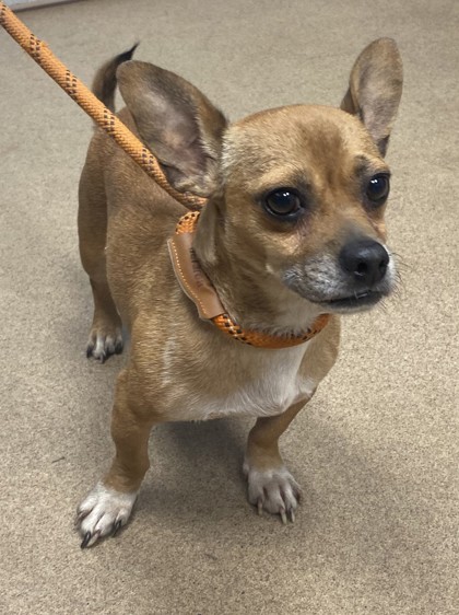 Shelter Stray Male Dog last seen Near FIELD SPRING DRIVE, 30058, GA, 3280 Chamblee Dunwoody Rd, Chamblee, GA 30341, USA