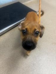 Shelter Stray Male Dog last seen , , GA, 3280 Chamblee Dunwoody Rd, Chamblee, GA 30341, USA