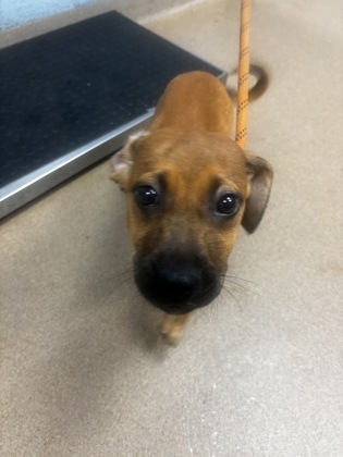 Shelter Stray Male Dog last seen , , GA, 3280 Chamblee Dunwoody Rd, Chamblee, GA 30341, USA