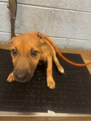 Shelter Stray Female Dog last seen , , GA, 3280 Chamblee Dunwoody Rd, Chamblee, GA 30341, USA