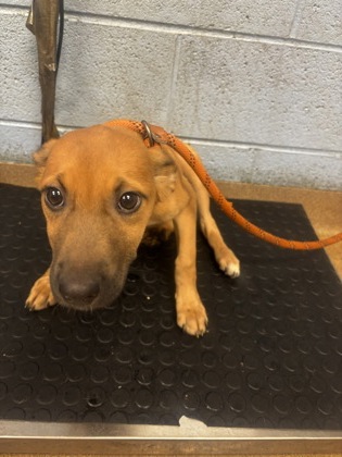 Shelter Stray Female Dog last seen , , GA, 3280 Chamblee Dunwoody Rd, Chamblee, GA 30341, USA