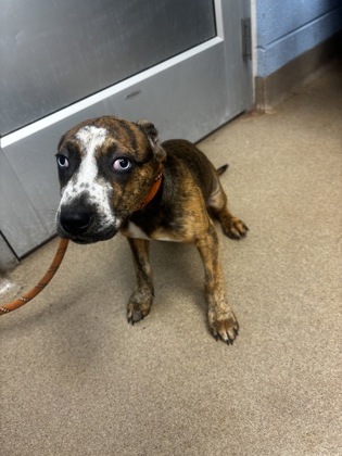Shelter Stray Male Dog last seen , , GA, 3280 Chamblee Dunwoody Rd, Chamblee, GA 30341, USA