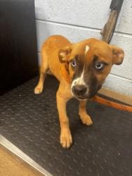 Shelter Stray Female Dog last seen , , GA, 3280 Chamblee Dunwoody Rd, Chamblee, GA 30341, USA