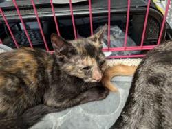Shelter Stray Male Cat last seen Near Enid Dr, Lithonia, GA 30058, 30058, GA, 3280 Chamblee Dunwoody Rd, Chamblee, GA 30341, USA