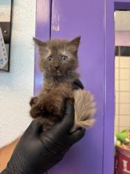 Shelter Stray Unknown Cat last seen Near McCombs Street, CITY of El Paso, TX, 5001 Fred Wilson Ave, El Paso, TX 79906, USA