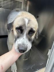 Shelter Stray Female Dog last seen Near Forbes St, Central District, TX, 355 Hillshire Dr, Haslet, TX 76052, USA