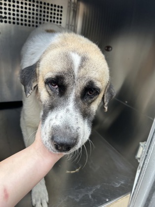 Shelter Stray Female Dog last seen Near Forbes St, Central District, TX, 355 Hillshire Dr, Haslet, TX 76052, USA