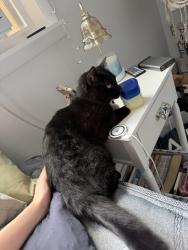 Lost Male Cat last seen County Route 10 and county route 12, Pennellville, NY 13132