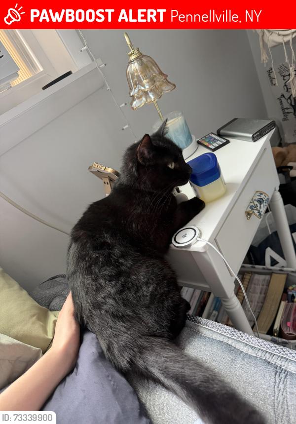 Lost Male Cat last seen County Route 10 and county route 12, Pennellville, NY 13132