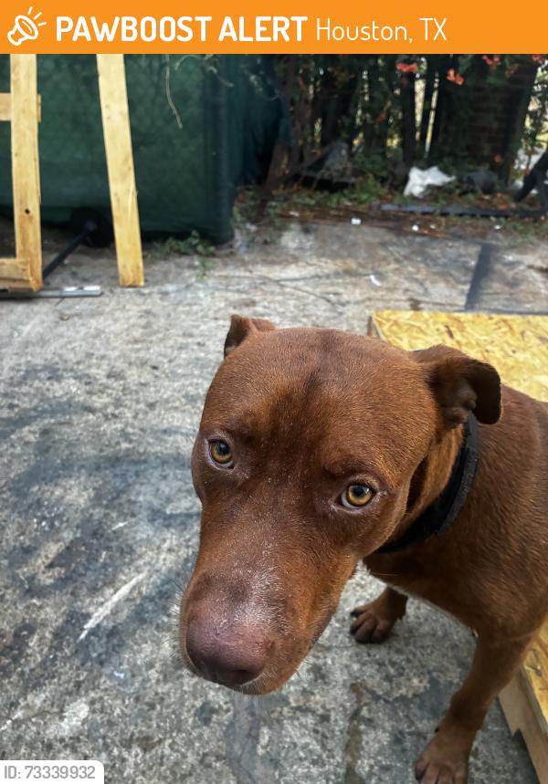 Found/Stray Male Dog last seen Westairport, Houston, TX 77035
