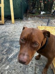 Found/Stray Male Dog last seen Westairport, Houston, TX 77035