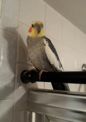 Lost Male Bird last seen Coconut Creek FL, Coconut Creek, FL 33066