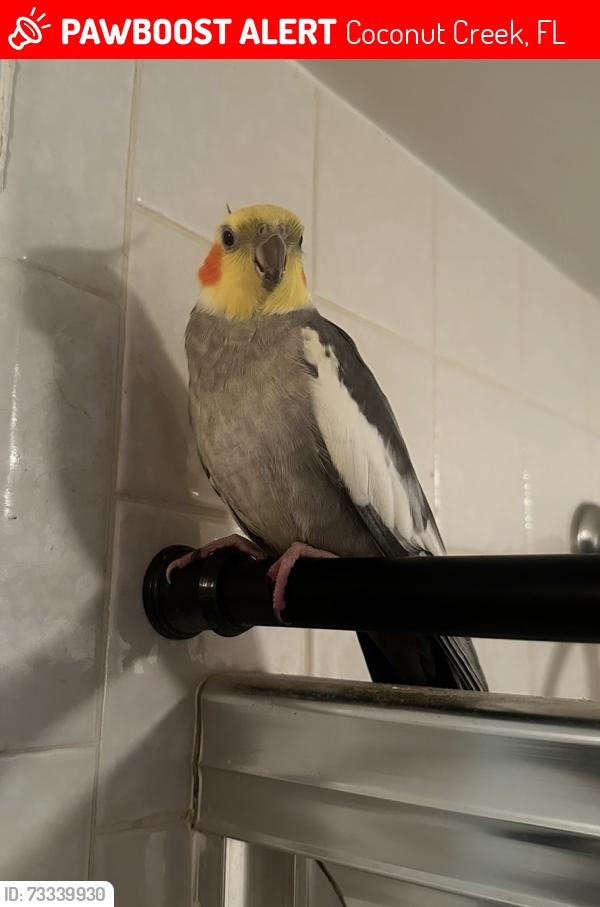 Lost Male Bird last seen Coconut Creek FL, Coconut Creek, FL 33066
