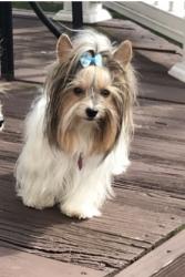 Lost Female Dog last seen Route 41 and oilwell rd Punta Gorda, Punta Gorda, FL 33955