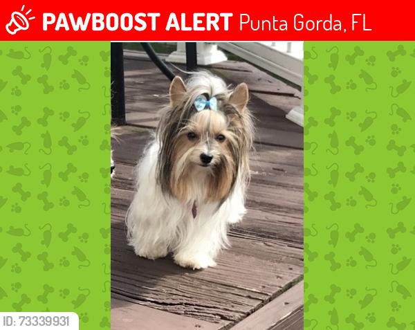 Lost Female Dog last seen Route 41 and oilwell rd Punta Gorda, Punta Gorda, FL 33955
