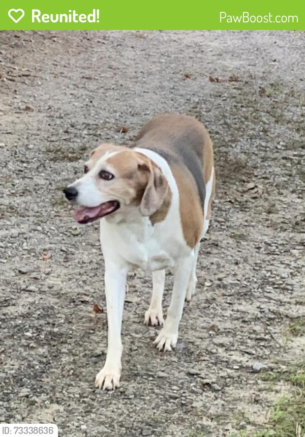 Reunited Female Dog last seen Lake Tomahawk Park, Black Mountain, NC, Black Mountain, NC 28711
