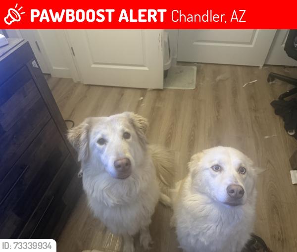 Lost Female Dog last seen S Holguin way, Chandler, AZ 85286