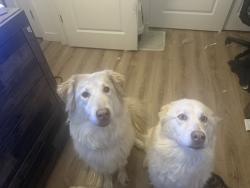 Lost Female Dog last seen S Holguin way, Chandler, AZ 85286