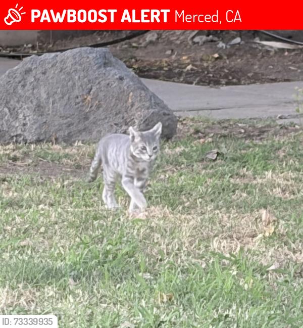 Lost Male Cat last seen Loughboro, Merced, CA 95348