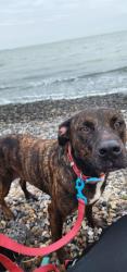 Lost Female Dog last seen Fair Ave and Palmetto Ave, San Antonio, TX 78210