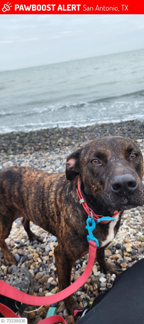 Lost Female Dog last seen Fair Ave and Palmetto Ave, San Antonio, TX 78210