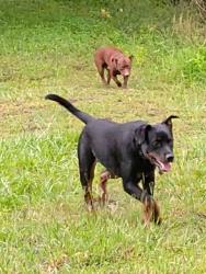 Lost Male Dog last seen Bowden and Belfort rd. Area, Jacksonville, FL 32216