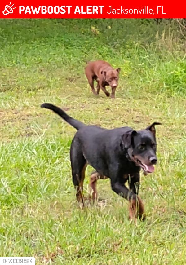 Lost Male Dog last seen Bowden and Belfort rd. Area, Jacksonville, FL 32216