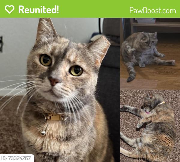 Reunited Female Cat last seen Genesee Avenue and Nobel Drive, San Diego, CA 92122