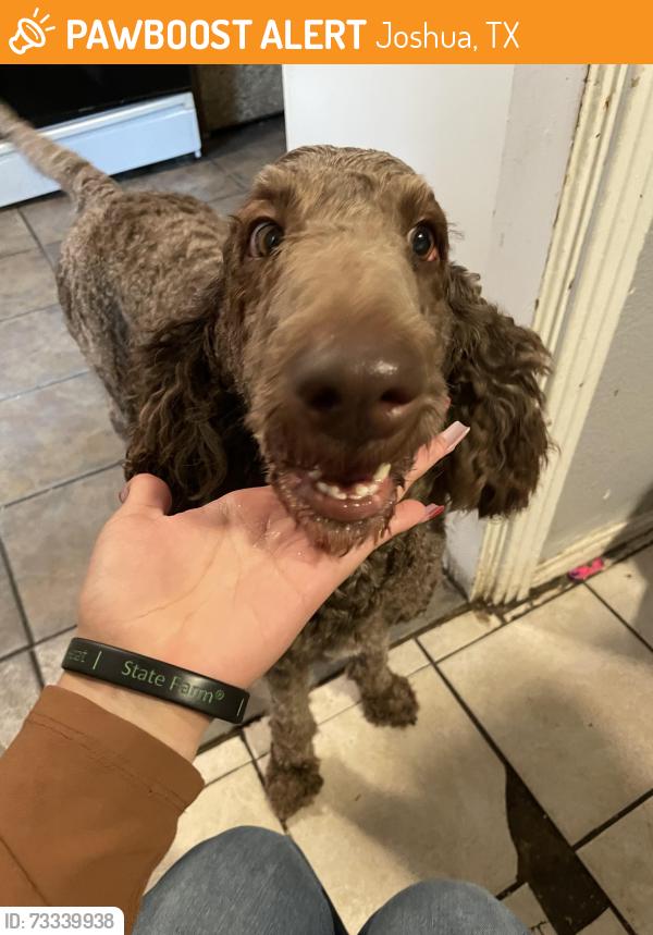 Found/Stray Unknown Dog last seen Broadway st near Sonic drive in, Joshua, TX 76058