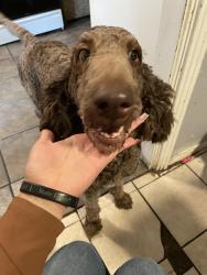 Found/Stray Unknown Dog last seen Broadway st near Sonic drive in, Joshua, TX 76058
