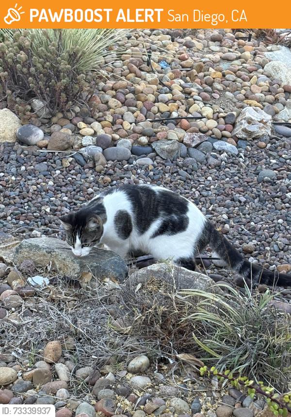 Found/Stray Male Cat last seen Deron Ave off Black Mountain Rd, San Diego, CA 92129