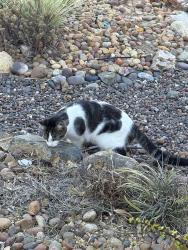 Found/Stray Male Cat last seen Deron Ave off Black Mountain Rd, San Diego, CA 92129