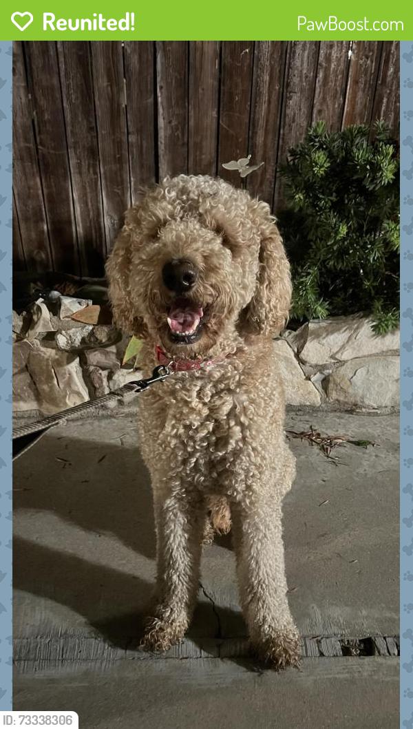 Reunited Male Dog last seen LOWER RIVIERA VILLAGE / TORRANCE BEACH, Redondo Beach, CA 90277