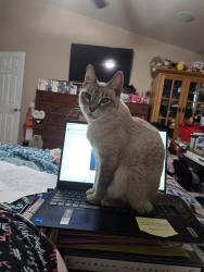 Lost Female Cat last seen W 30th Pl, Yuma AZ 85364 Barkley Ranch, Yuma, AZ 85364