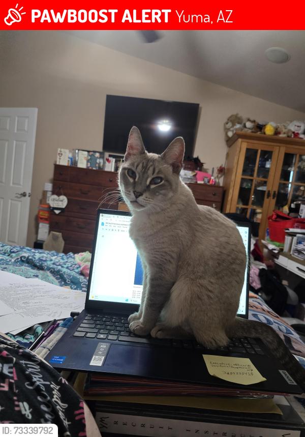 Lost Female Cat last seen W 30th Pl, Yuma AZ 85364 Barkley Ranch, Yuma, AZ 85364