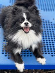 Reunited Female Dog last seen 75th and 22nd Ave, Kenosha, WI 53143