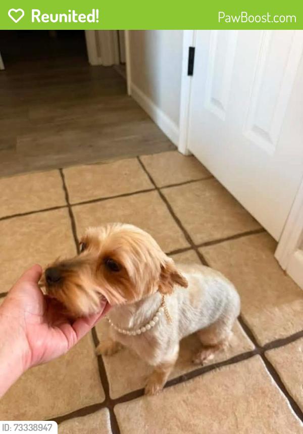 Reunited Female Dog last seen W Dallas st, sycamore st, Broken Arrow, OK 74012