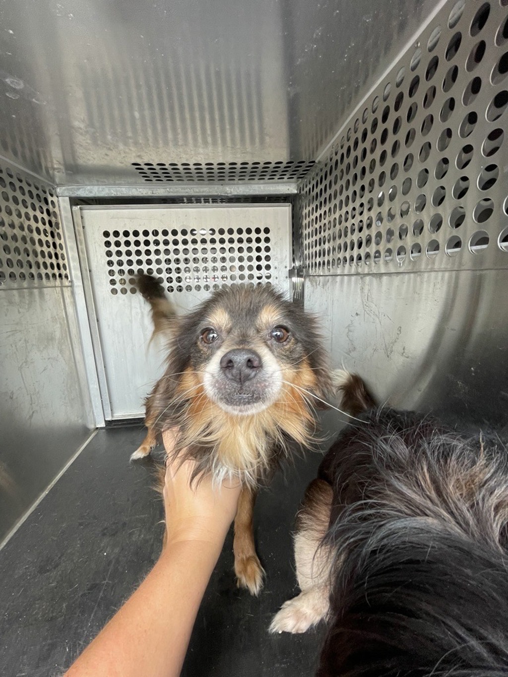 Shelter Stray Male Dog last seen Near W Anderson Lane, AUSTIN, TX, 78752, 7201 Levander Loop bldg a, Austin, TX 78702, USA