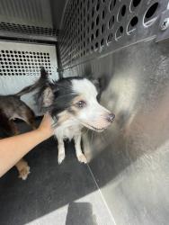Shelter Stray Male Dog last seen Near W Anderson Lane, AUSTIN, TX, 78752, 7201 Levander Loop bldg a, Austin, TX 78702, USA