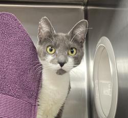 Shelter Stray Female Cat last seen Mississippi/Jessup, OR, 1700 W Historic Columbia River Hwy, Troutdale, OR 97060, USA