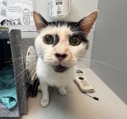 Shelter Stray Male Cat last seen Near Carpenter Avenue, BRONX, NY, 10466, 326 E 110th St, New York, NY 10029, USA