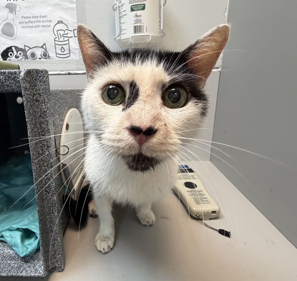 Shelter Stray Male Cat last seen Near Carpenter Avenue, BRONX, NY, 10466, 326 E 110th St, New York, NY 10029, USA