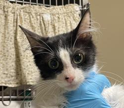 Shelter Stray Female Cat last seen Near NW Marina Way, PORTLAND, OR, 97231, 1700 W Historic Columbia River Hwy, Troutdale, OR 97060, USA