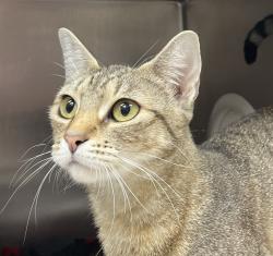 Shelter Stray Female Cat last seen OR, 1700 W Historic Columbia River Hwy, Troutdale, OR 97060, USA