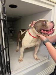 Shelter Stray Male Dog last seen Lalonde Place, CHESTER, VA, 23831, 9300 Public Works Rd, Chesterfield, VA 23832, USA