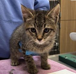 Shelter Stray Male Cat last seen NE 205th and Sandy, OR, 1700 W Historic Columbia River Hwy, Troutdale, OR 97060, USA
