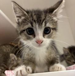 Shelter Stray Female Cat last seen NE 205th and Sandy, OR, 1700 W Historic Columbia River Hwy, Troutdale, OR 97060, USA