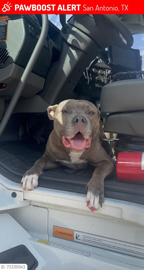 Lost Female Dog last seen Fm78/ Walzem jack in the box/ whataburger, San Antonio, TX 78218