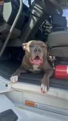 Lost Female Dog last seen Fm78/ Walzem jack in the box/ whataburger, San Antonio, TX 78218